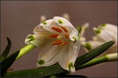 Omaggio alla primavera - FOTOGALLERY